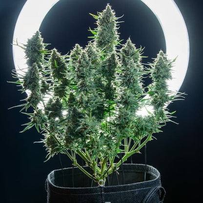 Green Gelato Auto Royal Queen Seeds - CannaSeedMafia