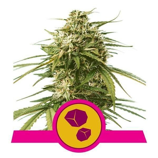 Gushers Feminisoitu | Royal Queen Seeds - CannaSeedMafia