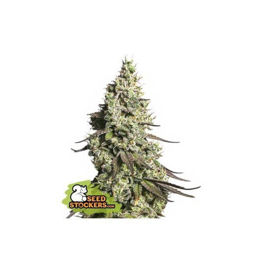 Moby Dick Auto | Seedstockers - CannaSeedMafia
