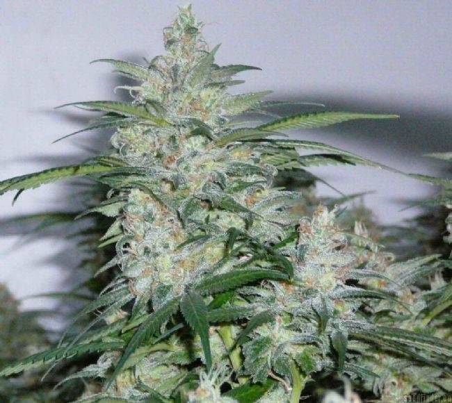 Northern Lights Feminisoitu | Sensi Seeds - CannaSeedMafia