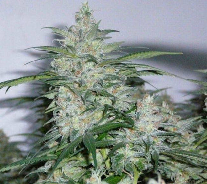 Northern Lights Feminisoitu | Sensi Seeds - CannaSeedMafia