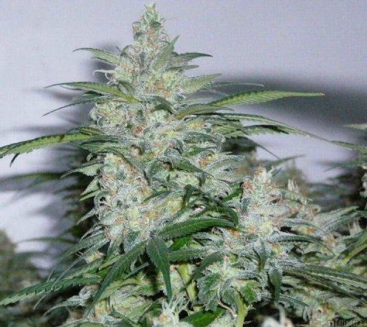 Northern Lights Feminisoitu | Sensi Seeds - CannaSeedMafia