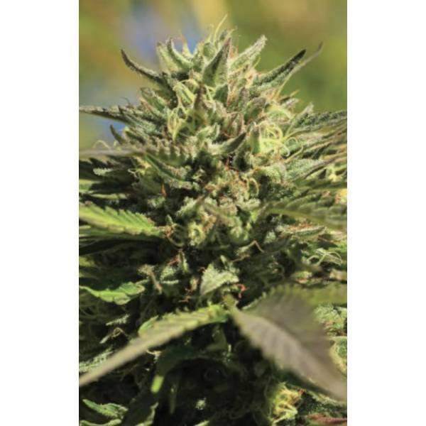 OG Kush Auto | Humboldt Seed Company - CannaSeedMafia