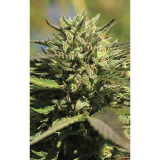 OG Kush Auto | Humboldt Seed Company - CannaSeedMafia