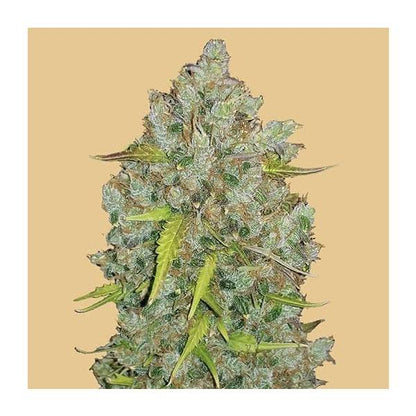 Original Bubblegum Auto Fast Buds - CannaSeedMafia