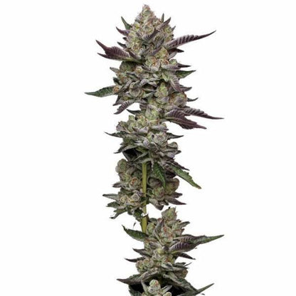 Poddy Mouth Feminisoitu | Humboldt Seed Company - CannaSeedMafia