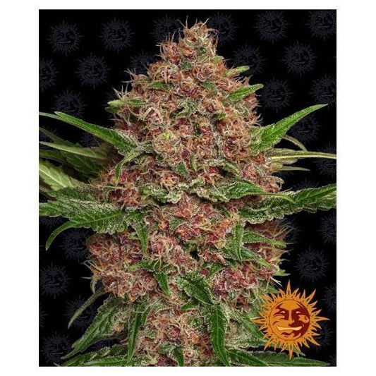 Purple Punch Auto Barney's Farm - CannaSeedMafia