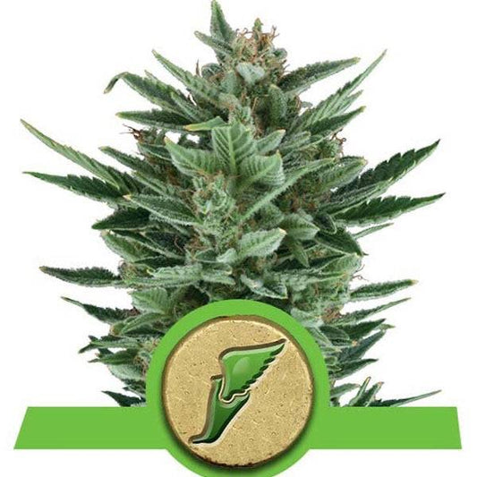 Quick One Auto | Royal Queen Seeds - CannaSeedMafia