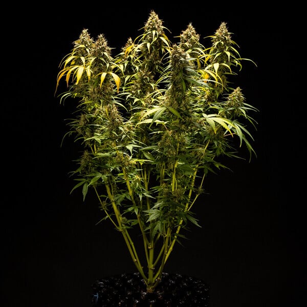 Triple G Auto | Autoflower-siemenet Royal Queen Seeds