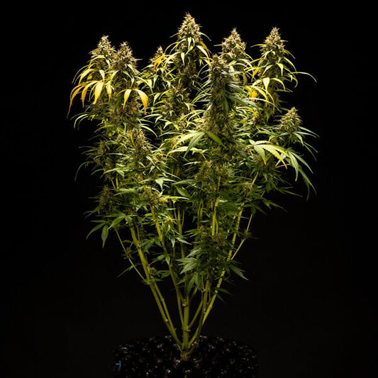 Triple G Auto | Autoflower-siemenet Royal Queen Seeds